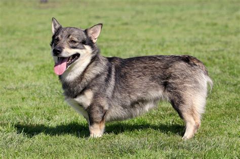 Swedish Vallhund Info, Temperament, Care, Puppies, Pictures