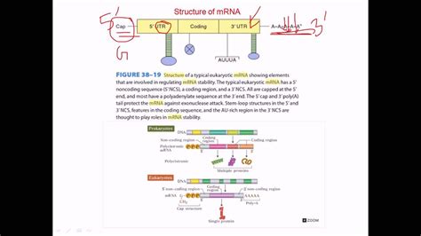 Structure of mRNA - YouTube