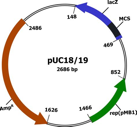 Clipart - Plasmid vector