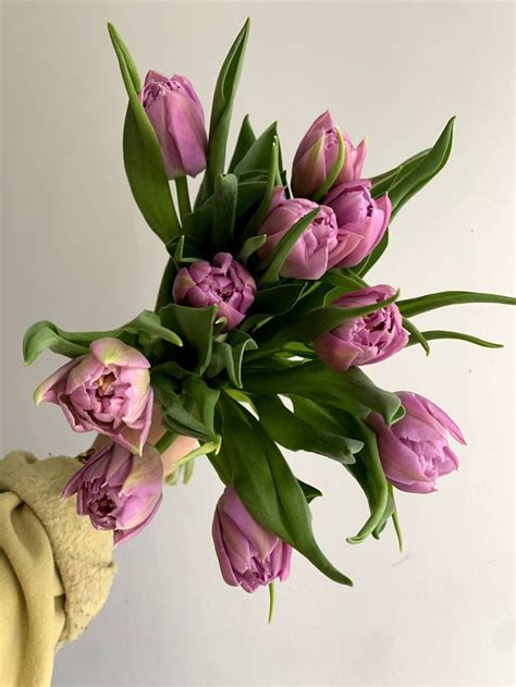 Lavender Double Tulips | Flowers photography, Flowers nature, Beautiful flowers