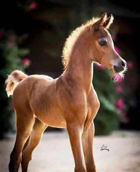 "Awe so cute" Baby Horses, Horses And Dogs, Cute Horses, Horse Love, Draft Horses, Wild Horses ...