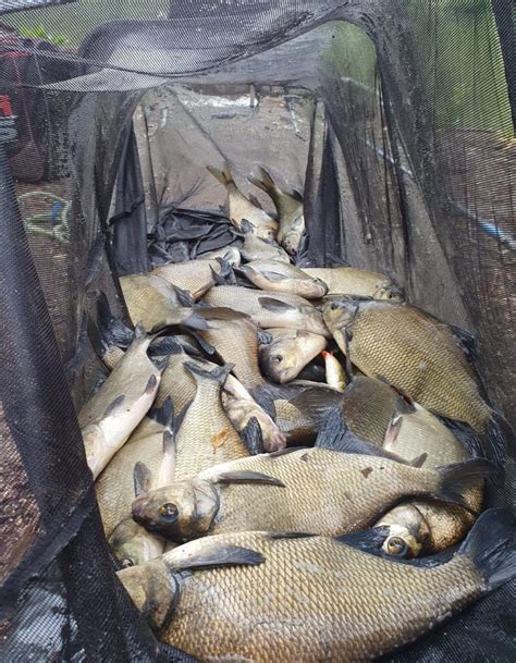 Waldon Pond - Roche Angling Club