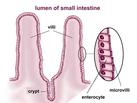 Where are villi? What is their location and function?