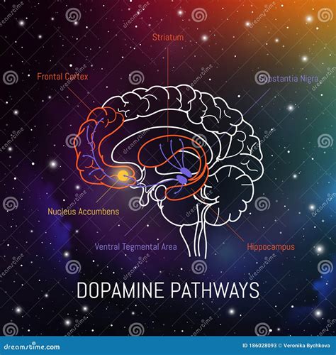 Dopamine Pathways Brain