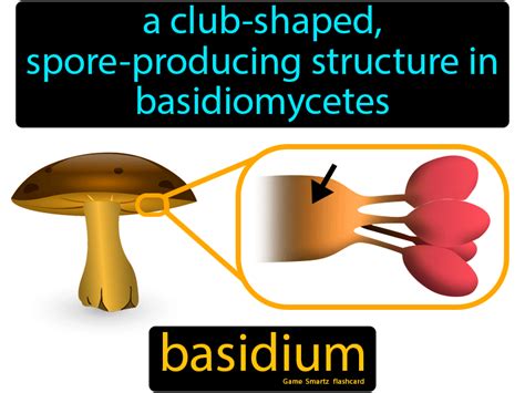 Basidium - Easy Science | Easy science, Protists, Flashcards