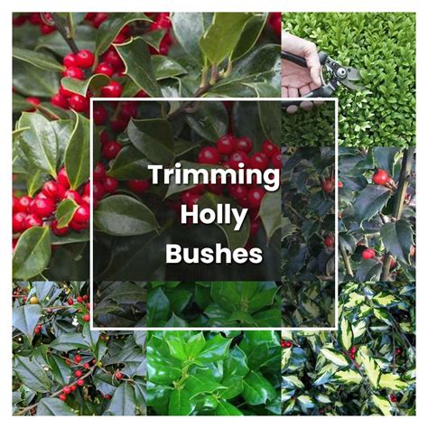 How to Grow Trimming Holly Bushes - Plant Care & Tips | NorwichGardener