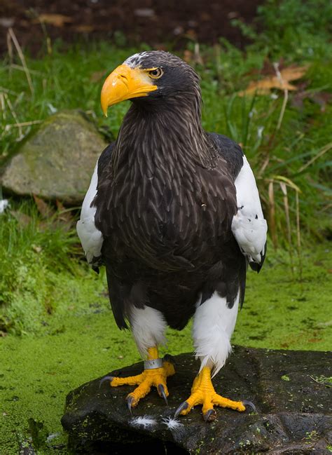 Steller's sea eagle - Wikipedia