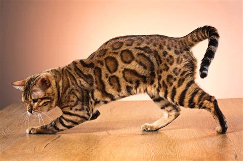 Bengali cat | Bengal cat, Silver bengal cat, Bengal cat breeders