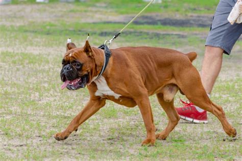 Why Are Boxers Tails Docked? - Everything You Need to Know