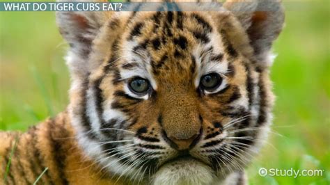 Tiger Cub Facts: Lesson for Kids - Lesson | Study.com