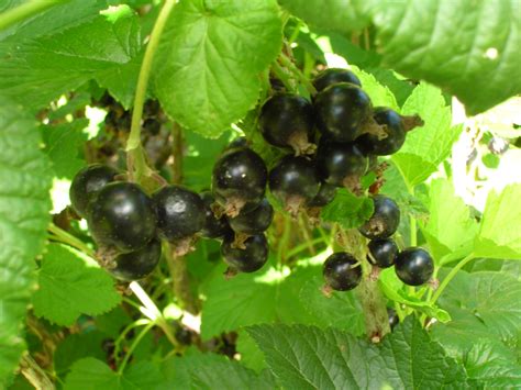 Black Currants