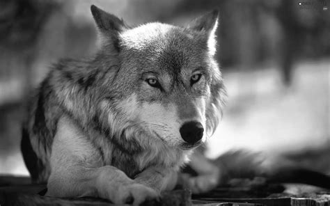 Grayscale Gray, Wolf - 1920x1200