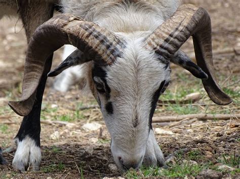 About Painted Desert Sheep – United Horned Hair Sheep Association