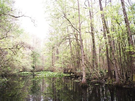 Observe Wildlife From Ancient Trails at Highlands Hammock State Park ...