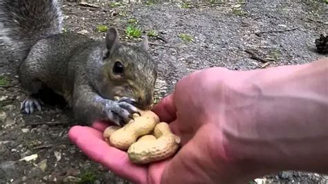 Things You REALLY Need To Know About Squirrel Feeding