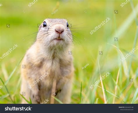 Portrait Funny Cute Gopher Looking Camera Stock Photo 2024425148 ...