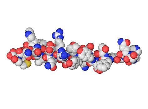 Glucagon Hormone Molecule Photograph by Laguna Design