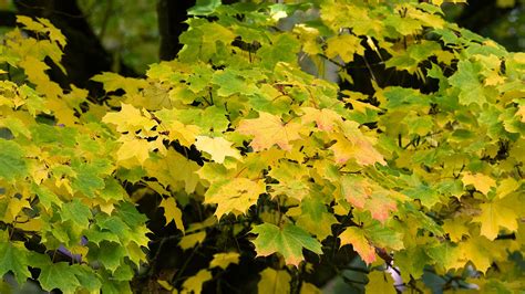 Norway Maple (Acer platanoides) - Woodland Trust