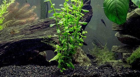 30 Easy Low Light Aquarium Plants for Beginners (Species Guide)