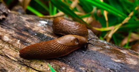 10 Incredible Slug Facts - IMP WORLD