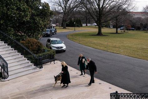 Biden family dogs Champ and Major move into White House - UPI.com