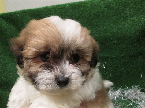 TeddyBear (Bichon Frise x Shih Tzu) Puppy! | Bichon frise dogs, Shih ...