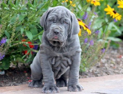 Mastiff - Neapolitan Puppies For Sale | Puppy Adoption | Keystone Puppies