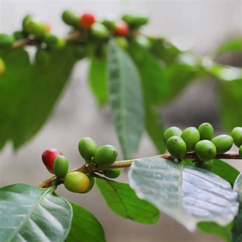 The Secrets of Organic Coffee Beans – What Makes Them Different? - The ...