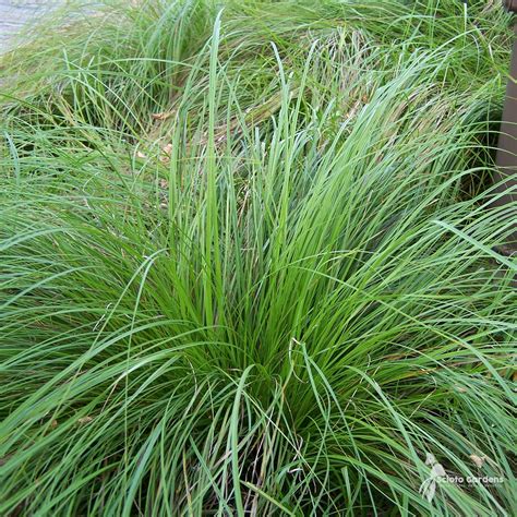 Carex socialis #1 (Social Sedge) - Scioto Gardens Nursery