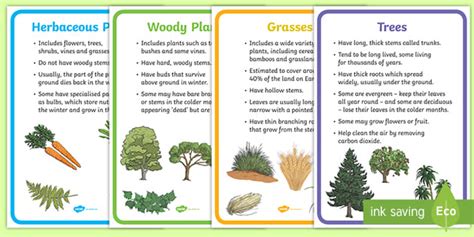 Plant Groups Display Posters