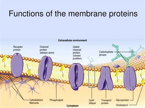 PPT - Membrane Structure and Function PowerPoint Presentation, free download - ID:825867