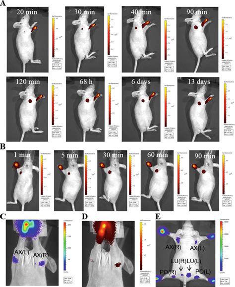 6 Fluorescence and bioluminescence imaging of lymphatic basins in mice ...