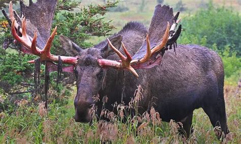 Massive Bull Moose Seen Shedding Velvet Of His Paddle Antlers | Whiskey ...