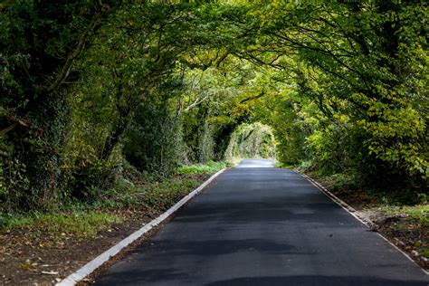 Green Tunnel Forest Clean Road Free Stock Photo - Public Domain Pictures