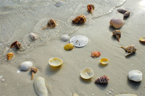 Guide To Collecting Rare Seashells On Marco Island In Florida - AJRCA