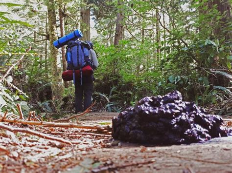 Hiking the Juan de Fuca Trail, Vancouver Island, Canada - Stingy Nomads