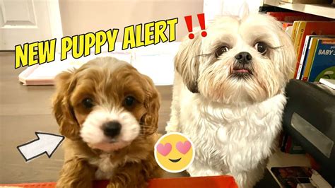 Meet My New Brother | Cockapoo | Chase the Shih Tzu - YouTube