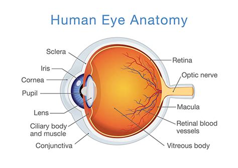 Human Eye Anatomy - Ophthalmologists and Retinal Specialists