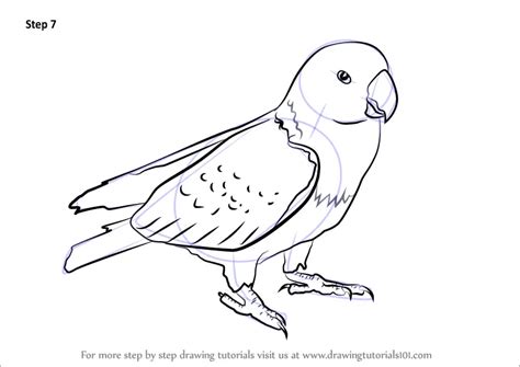 Learn How to Draw Red Parrot (Parrots) Step by Step : Drawing Tutorials