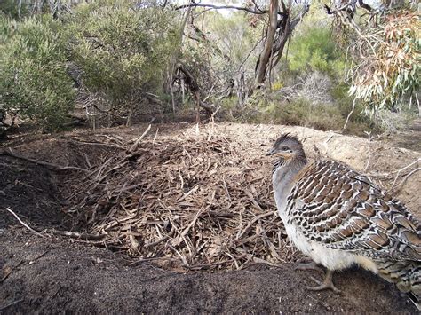 Forum — National Malleefowl Recovery Group