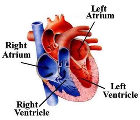 In figure 33-5, identify the four chambers of the heart. then use them to describe the path ...