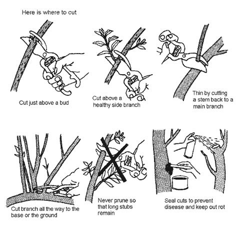 January Pruning - What to Prune When - Alden Lane Nursery