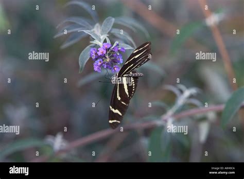 Zebra Longwing Butterfly Stock Photo - Alamy