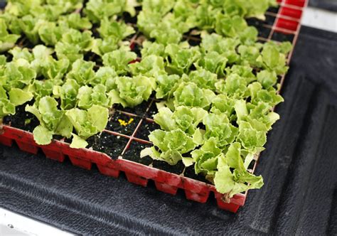 Focus on easy nitrogen management in vegetables | AUSVEG