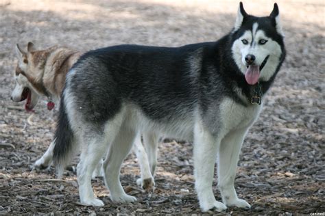 Wolf-like Black and White Husky, nice