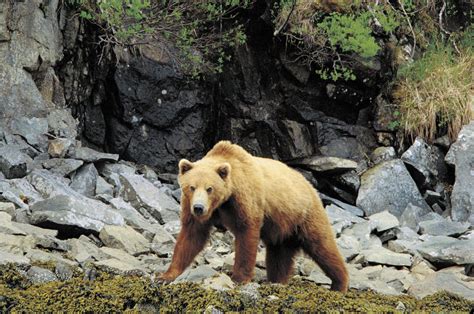 Alaska Bear Viewing; Lake Clark National Park; Soldotna, Alaska