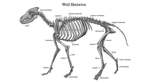 Pin by Crescent Stars on Art Assistance | Animal skeletons, Anatomy study, Wolf drawing