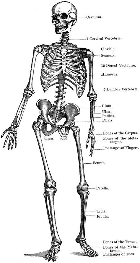 The Human Skeleton | ClipArt ETC