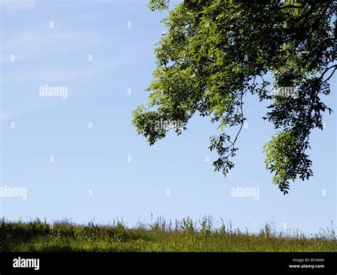 Brow hill branch from tree hi-res stock photography and images - Alamy