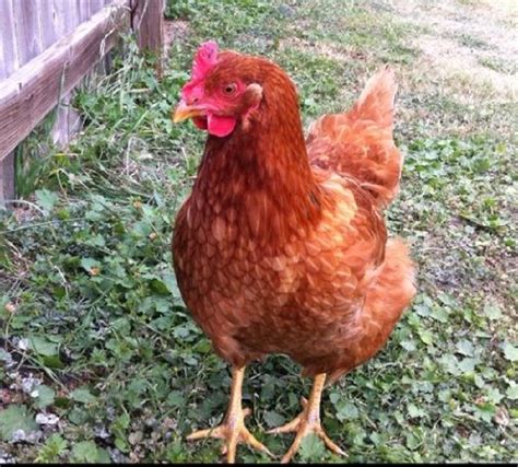 Production Red Chickens - Baby Chicks for Sale | Cackle Hatchery